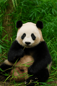 What to Do in Chengdu: Ultimate 3–5 Day Guide